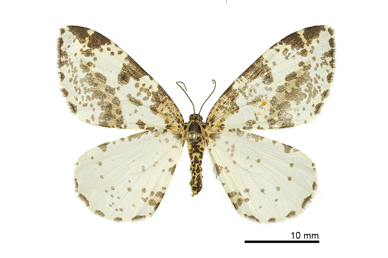 Abraxas consputa Female